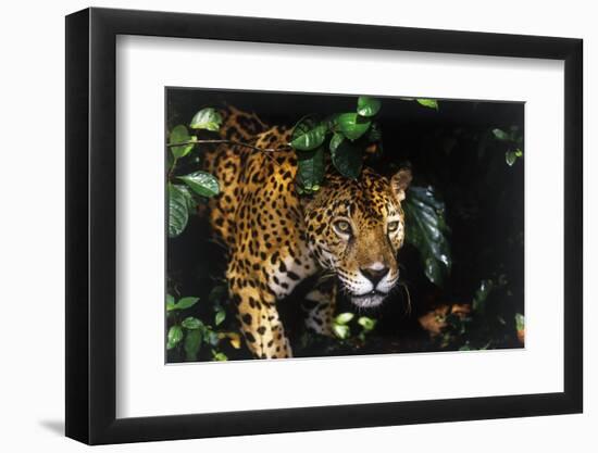 Jaguar in Rainforest-W. Perry Conway-Framed Premium Photographic Print