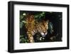 Jaguar in Rainforest-W. Perry Conway-Framed Premium Photographic Print