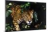 Jaguar in Rainforest-W. Perry Conway-Mounted Premium Photographic Print