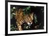 Jaguar in Rainforest-W. Perry Conway-Framed Photographic Print