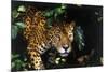 Jaguar in Rainforest-W. Perry Conway-Mounted Photographic Print