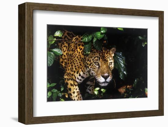 Jaguar in Rainforest-W. Perry Conway-Framed Photographic Print