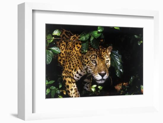 Jaguar in Rainforest-W. Perry Conway-Framed Photographic Print