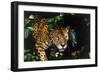 Jaguar in Rainforest-W. Perry Conway-Framed Photographic Print