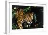 Jaguar in Rainforest-W. Perry Conway-Framed Photographic Print