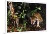 Jaguar in Rainforest-W. Perry Conway-Framed Photographic Print