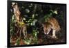 Jaguar in Rainforest-W. Perry Conway-Framed Photographic Print