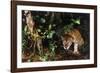 Jaguar in Rainforest-W. Perry Conway-Framed Photographic Print