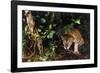 Jaguar in Rainforest-W. Perry Conway-Framed Photographic Print