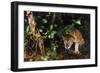 Jaguar in Rainforest-W. Perry Conway-Framed Photographic Print