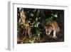 Jaguar in Rainforest-W. Perry Conway-Framed Photographic Print