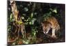 Jaguar in Rainforest-W. Perry Conway-Mounted Photographic Print