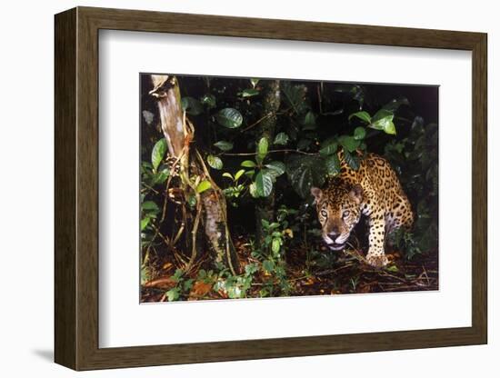 Jaguar in Rainforest-W. Perry Conway-Framed Photographic Print