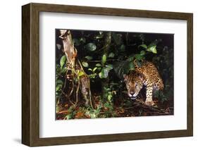 Jaguar in Rainforest-W. Perry Conway-Framed Photographic Print