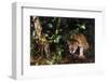 Jaguar in Rainforest-W. Perry Conway-Framed Photographic Print