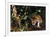 Jaguar in Rainforest-W. Perry Conway-Framed Photographic Print