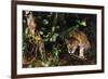 Jaguar in Rainforest-W. Perry Conway-Framed Photographic Print