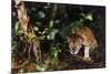 Jaguar in Rainforest-W. Perry Conway-Mounted Photographic Print