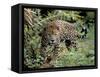 Jaguar in the Wild-Lynn M^ Stone-Framed Stretched Canvas
