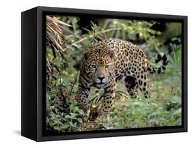 Jaguar in the Wild-Lynn M^ Stone-Framed Stretched Canvas