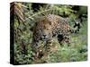 Jaguar in the Wild-Lynn M^ Stone-Stretched Canvas