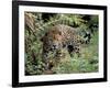 Jaguar in the Wild-Lynn M^ Stone-Framed Photographic Print