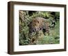 Jaguar in the Wild-Lynn M^ Stone-Framed Photographic Print