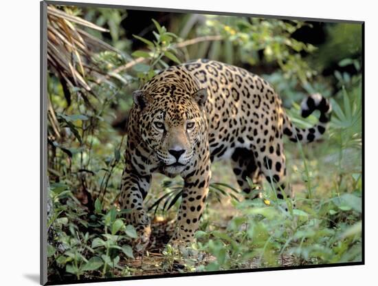 Jaguar in the Wild-Lynn M^ Stone-Mounted Photographic Print