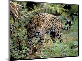 Jaguar in the Wild-Lynn M^ Stone-Mounted Photographic Print