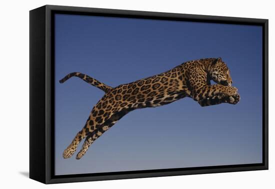 Jaguar Jumping through Sky-DLILLC-Framed Stretched Canvas