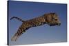 Jaguar Jumping through Sky-DLILLC-Stretched Canvas