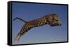 Jaguar Jumping through Sky-DLILLC-Framed Stretched Canvas