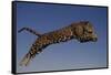 Jaguar Jumping through Sky-DLILLC-Framed Stretched Canvas