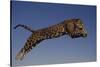 Jaguar Jumping through Sky-DLILLC-Stretched Canvas