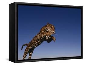 Jaguar Jumping through Sky-DLILLC-Framed Stretched Canvas