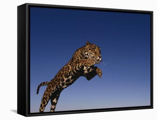 Jaguar Jumping through Sky-DLILLC-Framed Stretched Canvas