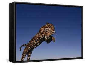 Jaguar Jumping through Sky-DLILLC-Framed Stretched Canvas