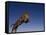 Jaguar Jumping through Sky-DLILLC-Framed Stretched Canvas