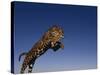 Jaguar Jumping through Sky-DLILLC-Stretched Canvas