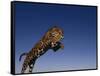 Jaguar Jumping through Sky-DLILLC-Framed Stretched Canvas