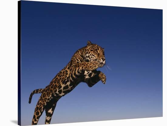 Jaguar Jumping through Sky-DLILLC-Stretched Canvas