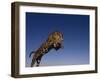 Jaguar Jumping through Sky-DLILLC-Framed Premium Photographic Print