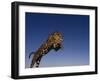 Jaguar Jumping through Sky-DLILLC-Framed Premium Photographic Print