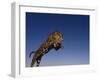 Jaguar Jumping through Sky-DLILLC-Framed Premium Photographic Print