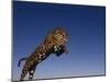 Jaguar Jumping through Sky-DLILLC-Mounted Premium Photographic Print