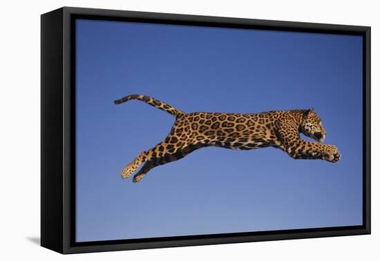 Jaguar Jumping through Sky-DLILLC-Framed Stretched Canvas