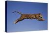 Jaguar Jumping through Sky-DLILLC-Stretched Canvas