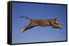 Jaguar Jumping through Sky-DLILLC-Framed Stretched Canvas