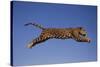 Jaguar Jumping through Sky-DLILLC-Stretched Canvas