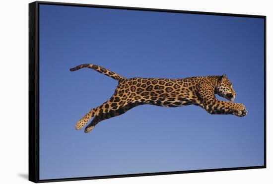 Jaguar Jumping through Sky-DLILLC-Framed Stretched Canvas